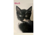 free kittens redbridge